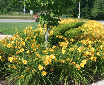 Landscaping